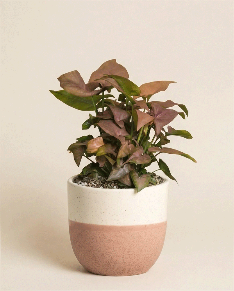 feey-syngonium-neon-schweizer-zimmerpflanze-klein-mittel image 4