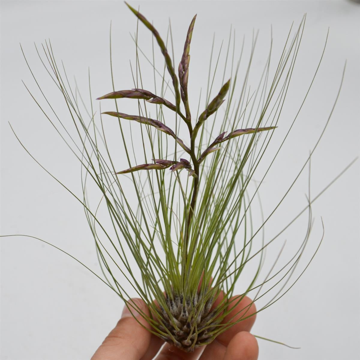 pasiora-tillandsia-filifolia-luftpflanze image 1