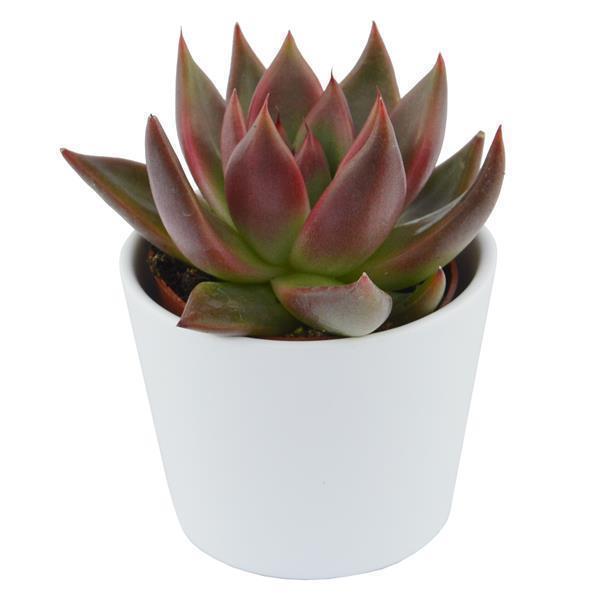 pasiora-enchant-echeveria-10-st-ck-set-6cm image 4