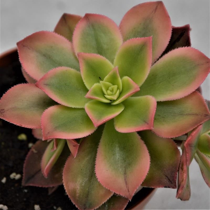pasiora-aeonium-kiwi-sukkulente-8-5cm-topf image 1