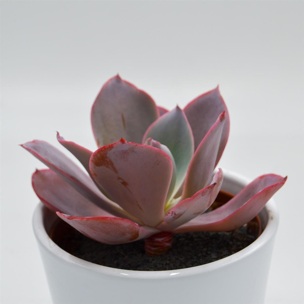 pasiora-echeveria-afterglow-sukkulente-10-5cm image 5