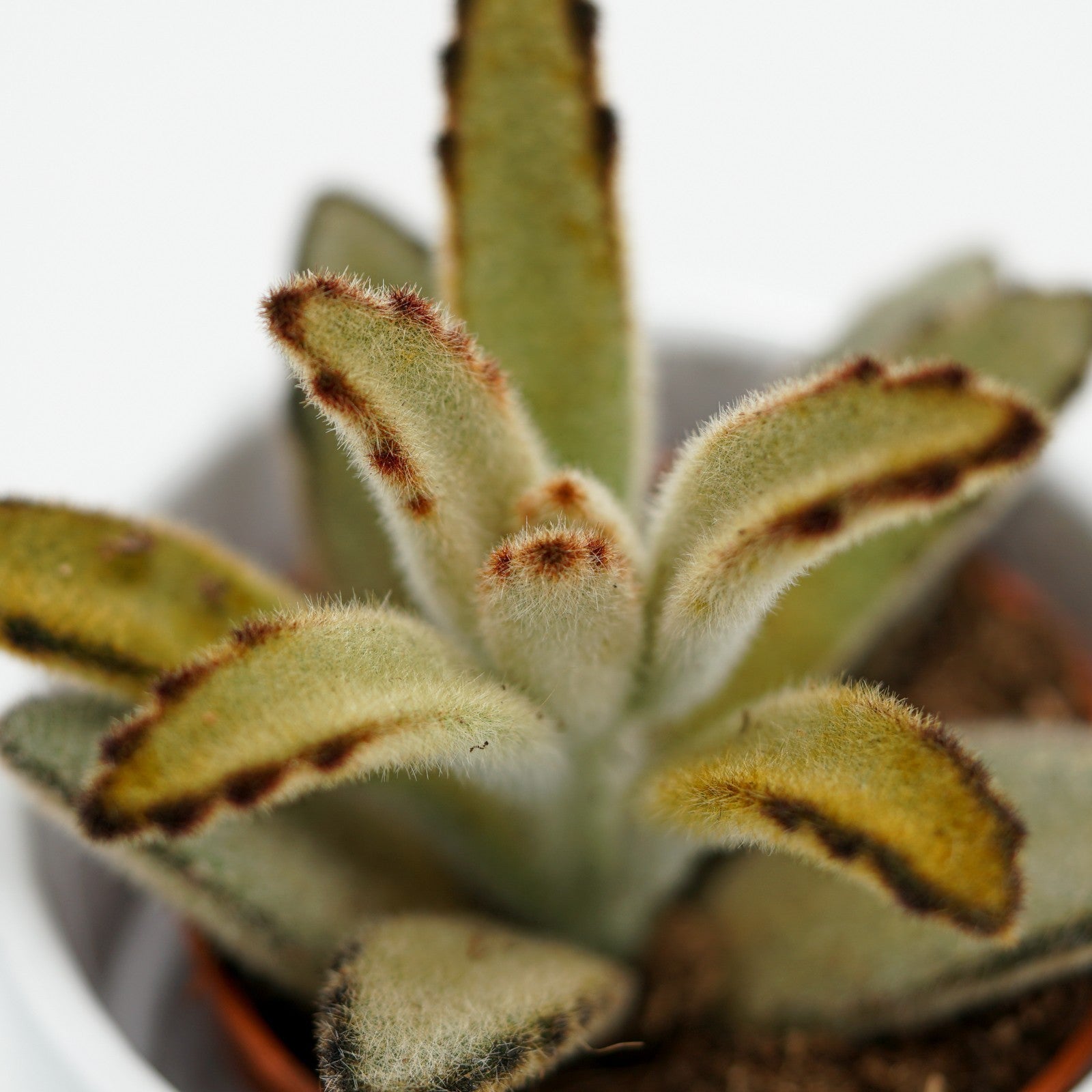 pasiora-kalanchoe-tomentosa-chocolate-soldier-sukkulente-9cm-topf image 3