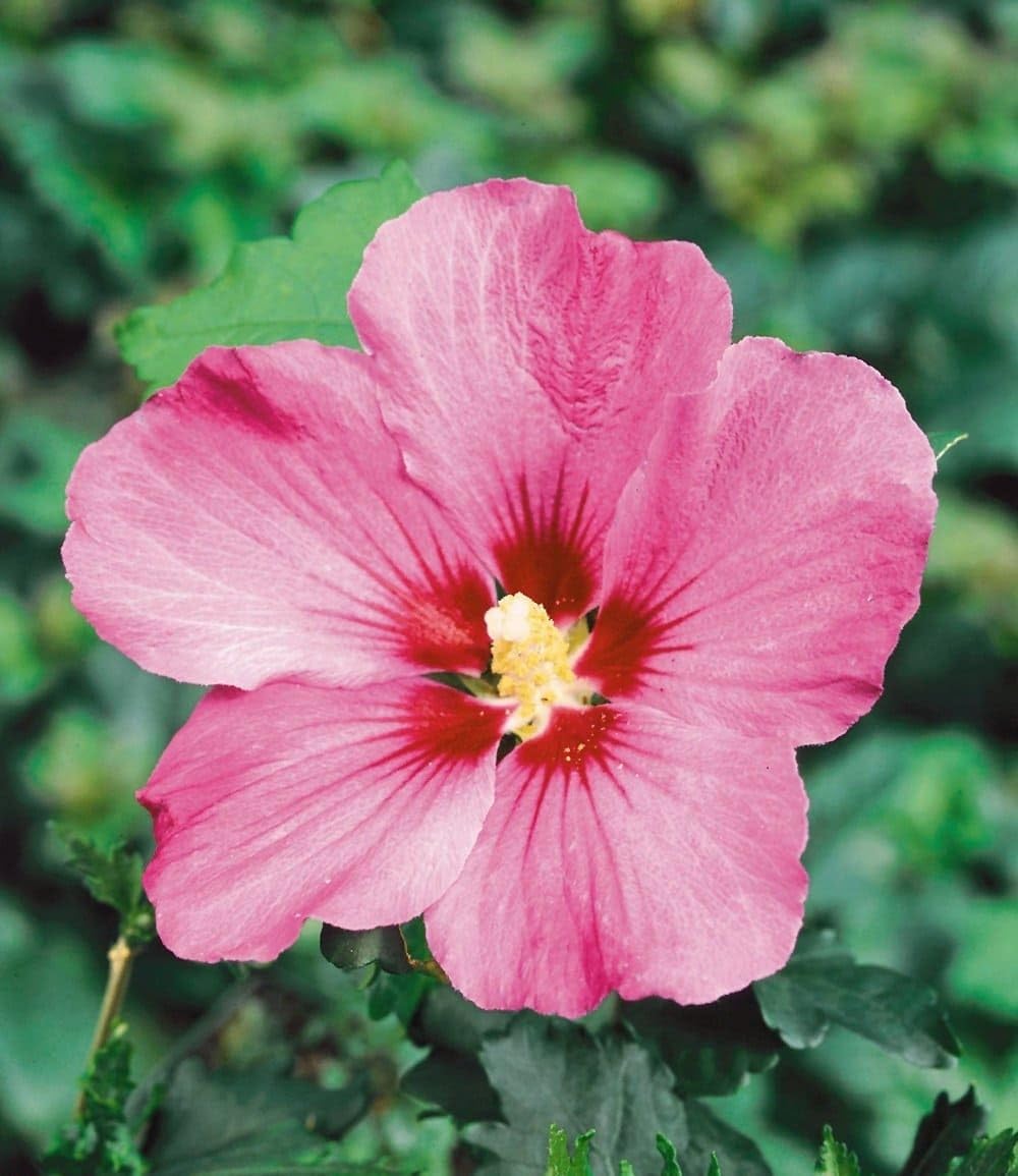 baldur-garten-10x-winterharte-hibiskus-hecke-im-9x9-cm-topf image 4