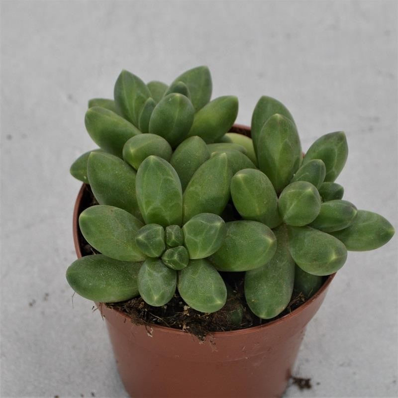 pasiora-pachyphytum-compactum-little-jewel-8-5cm-topf image 1