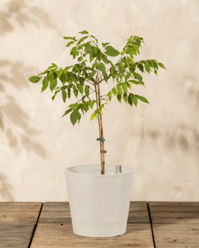 feey-glyzinie-wisteria-floribunda-caroline-kletterpflanze image 4