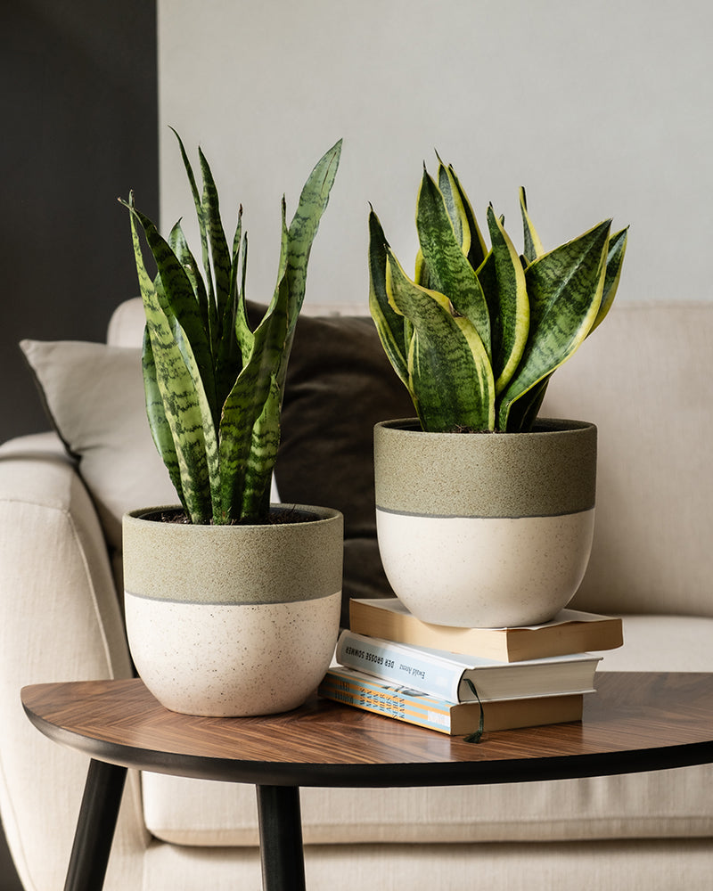 feey-unzerst-rbares-duo-2x-schwiegermutterzunge-sansevieria-trifasciata image 4