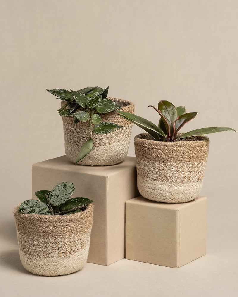 feey-babypflanzen-trio-hoya-wachsblumen-3er-set image 7