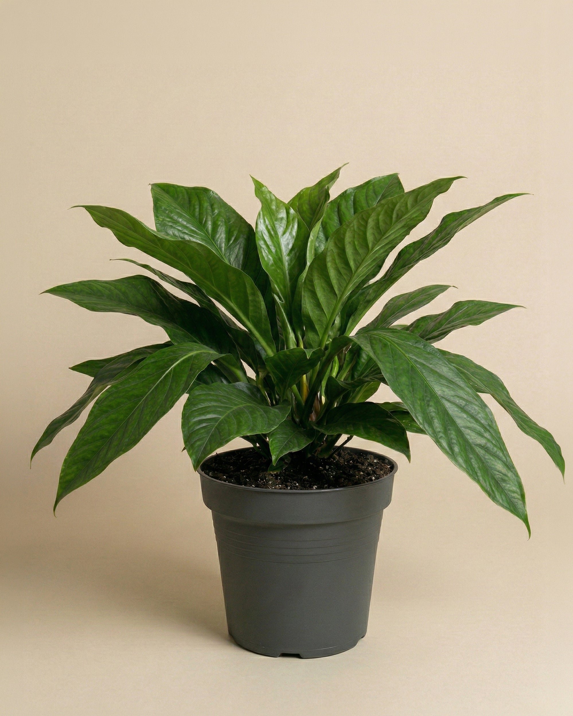 feey-anthurium-jungle-bush-xl-zimmerpflanze-gro image 3