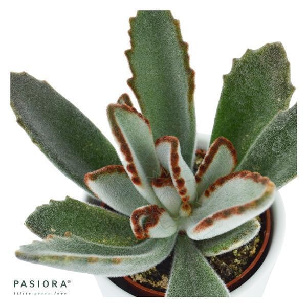 pasiora-kalanchoe-tomentosa-katzenohr-sukkulente-6cm image 3