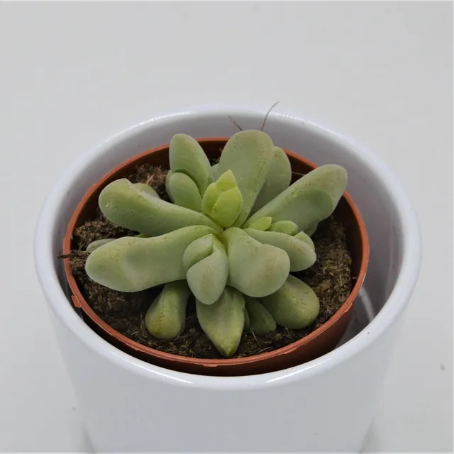 pasiora-glottiphyllum-nelii-sukkulente-8-5-cm image 1