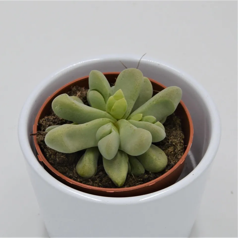 pasiora-glottiphyllum-nelii-sukkulente-8-5-cm image 1