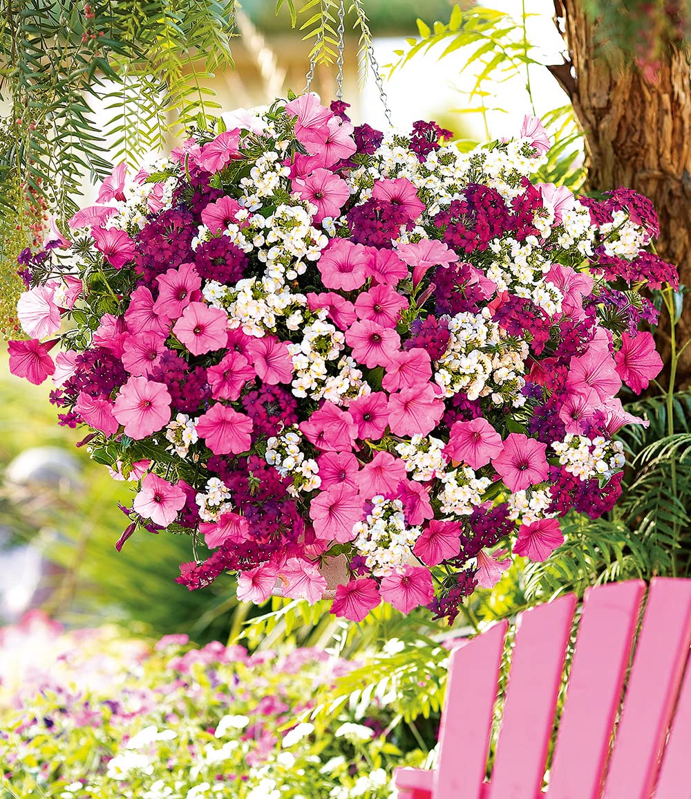 baldur-garten-sommerblumen-set-bubblegum-mix-3-pflanzen-im-10-5-cm-topf image 3