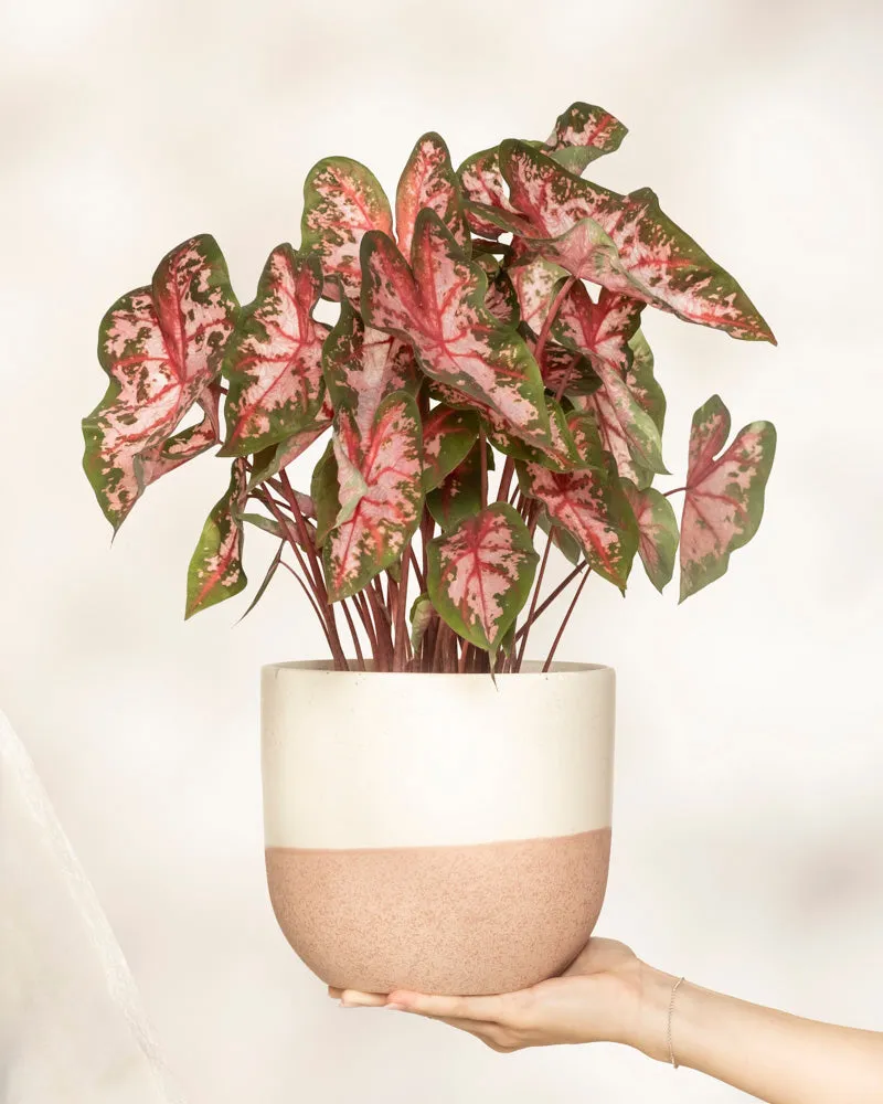 feey-caladium-roze-buntblatt-kaladie-mit-rosa-bl-ttern image 1