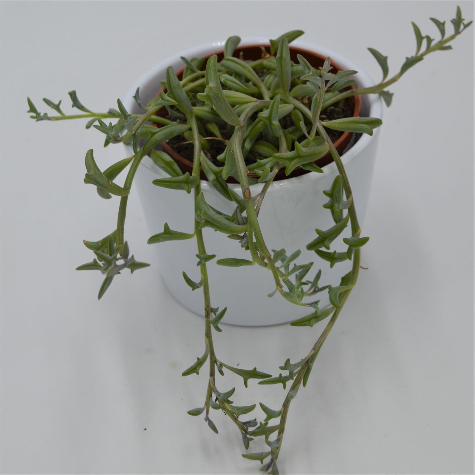 pasiora-senecio-peregrinus-sukkulente-8-5cm image 1