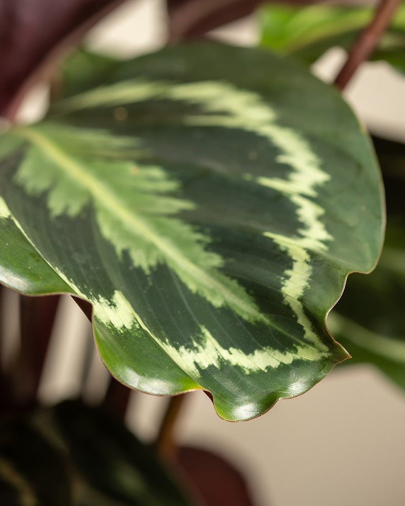 feey-calathea-roseopicta-medallion-gro-e-zimmerpflanze-50-60-cm image 7