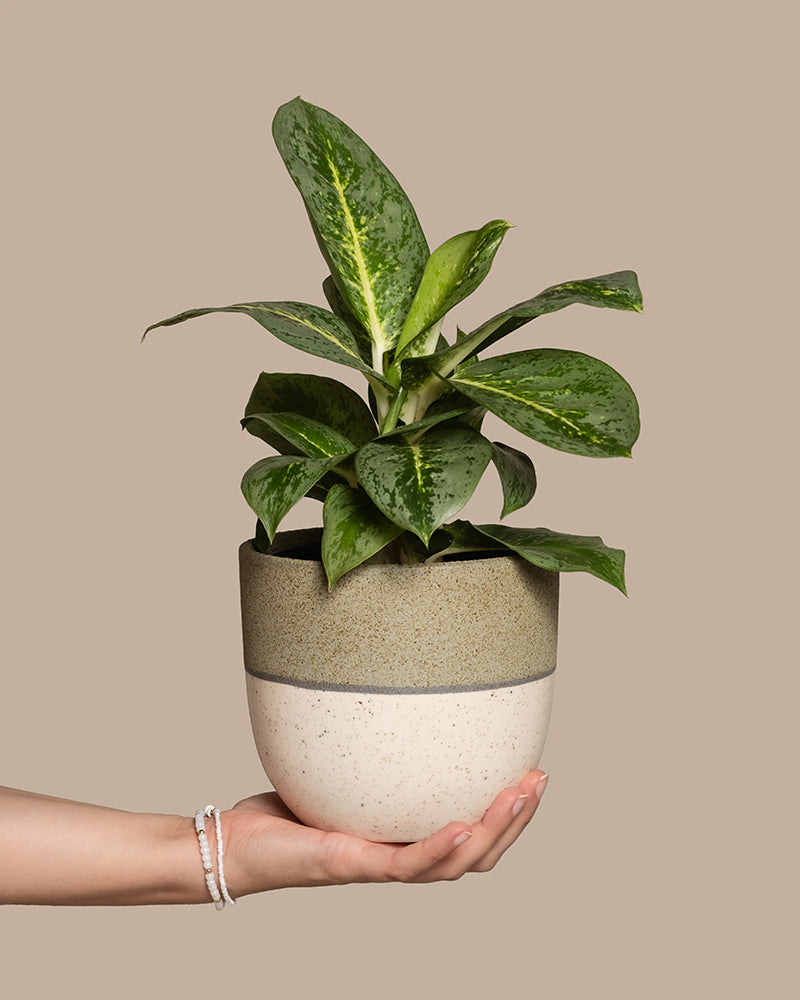 feey-aglaonema-lemon-mint-kolbenfaden image 1