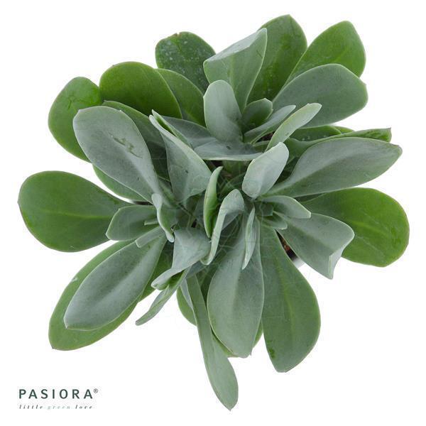pasiora-senecio-cephalophorus-sukkulente-6cm image 2