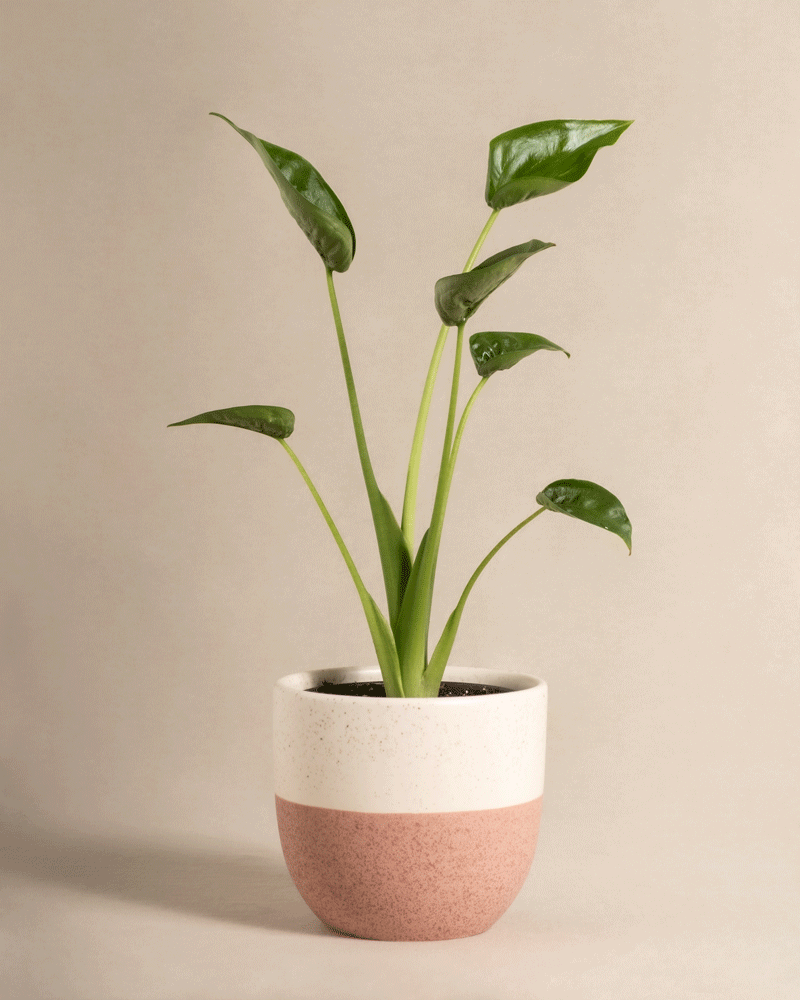 feey-alocasia-tiny-dancer-pfeilblatt-zimmerpflanze image 4