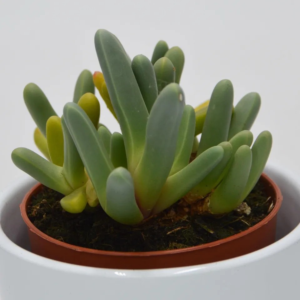 pasiora-cheiridopsis-denticulata-sukkulente-8-5cm image 1