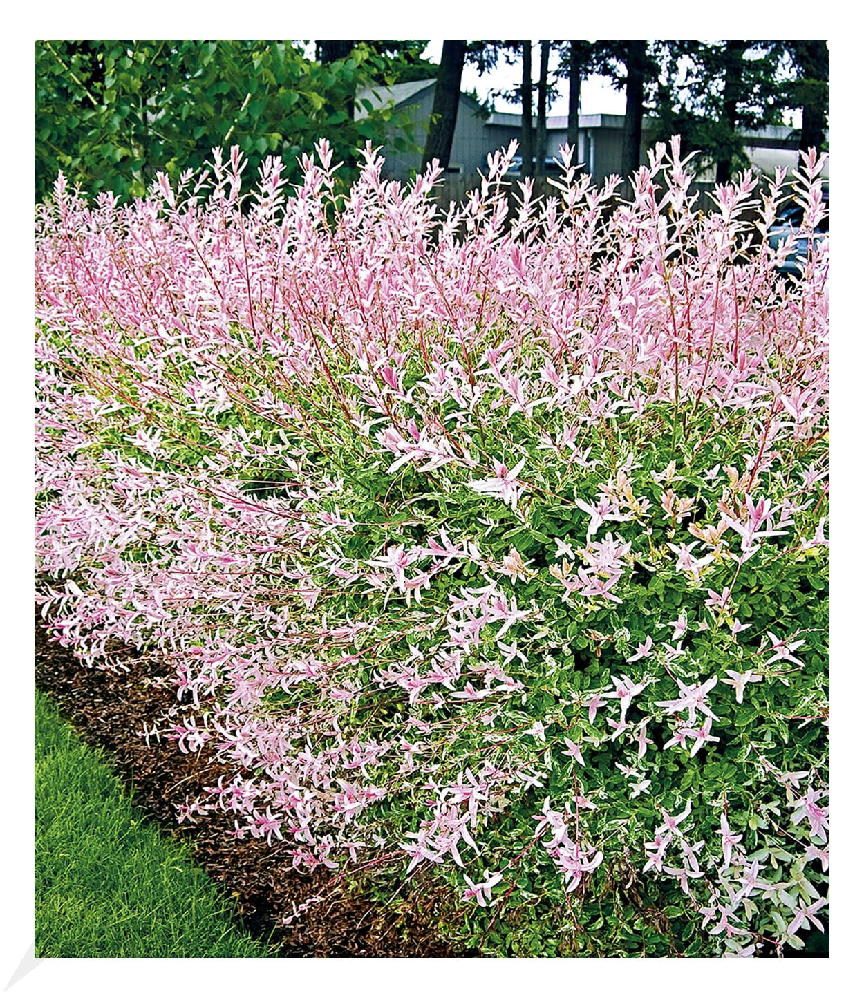 baldur-garten-salix-hecke-hakuro-nishiki-11-cm-topf image 1