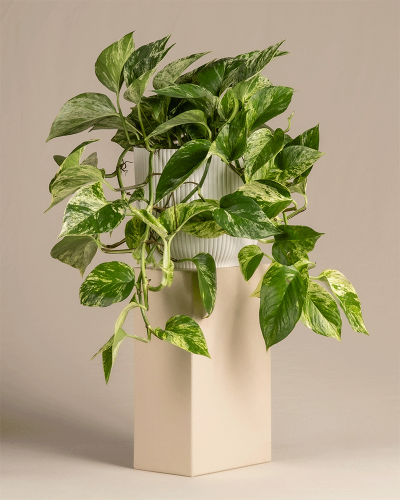 feey-gro-e-efeutute-marble-queen-h-ngepflanze image 7
