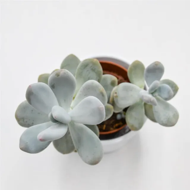 pasiora-pachyphytum-bracteosum-dickblatt-8-5cm image 1