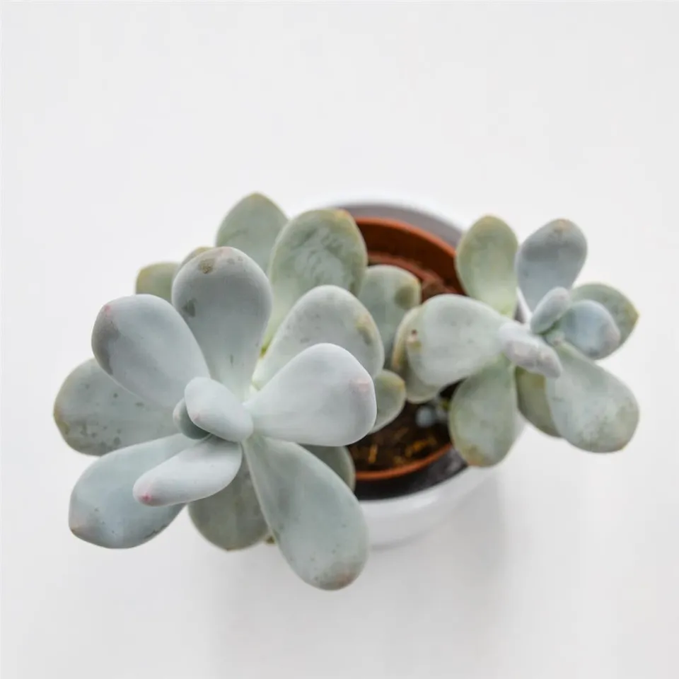 pasiora-pachyphytum-bracteosum-dickblatt-8-5cm image 1