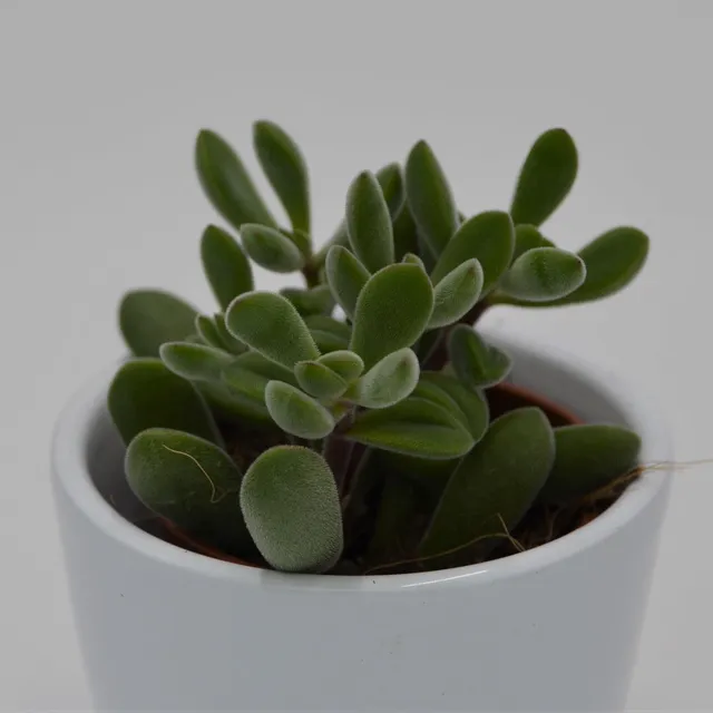 pasiora-crassula-rogersii-dickblatt-sukkulente-5-5cm image 1