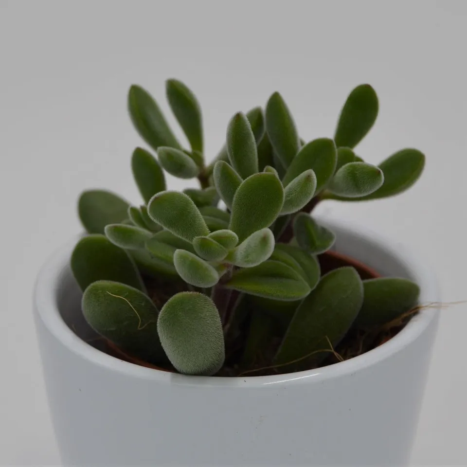 pasiora-crassula-rogersii-dickblatt-sukkulente-5-5cm image 1