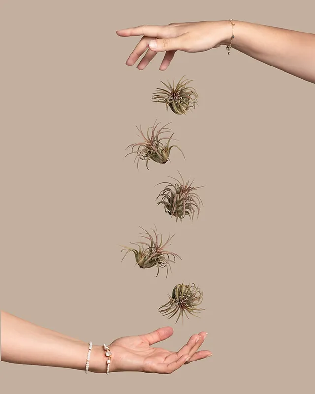feey-luftpflanzen-pink-5er-set-tillandsia-ionantha-rubra image 1