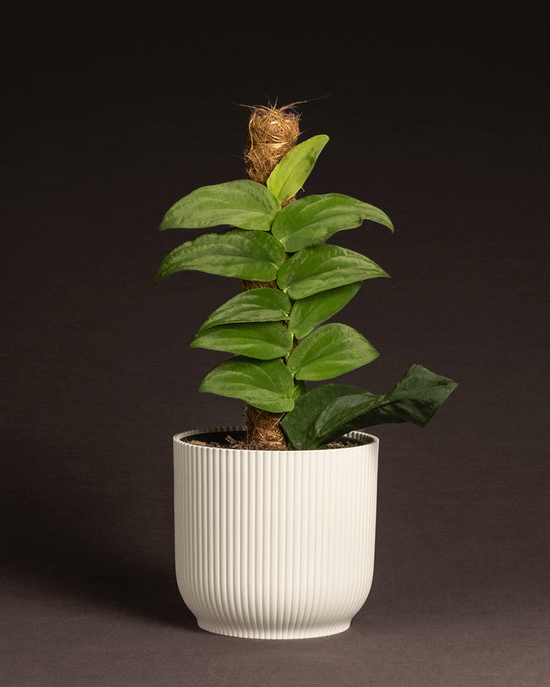 feey-rhaphidophora-korthalsii-rarit-t-zimmerpflanze image 7