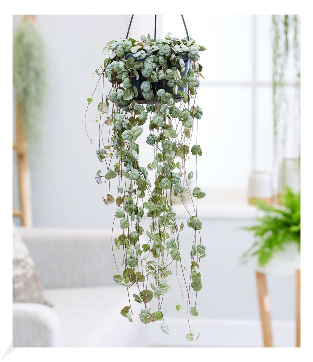 baldur-garten-leuchterblume-ceropegia-h-ngepflanze-im-11-cm-topf image 1