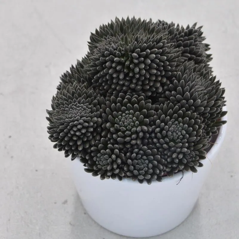 pasiora-sinocrassula-yunnanensis-sukkulente-10-5cm-topf image 1