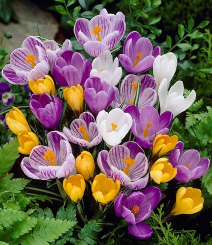baldur-garten-60er-gro-blumiger-krokus-mix-zwiebeln-7-8-cm image 5