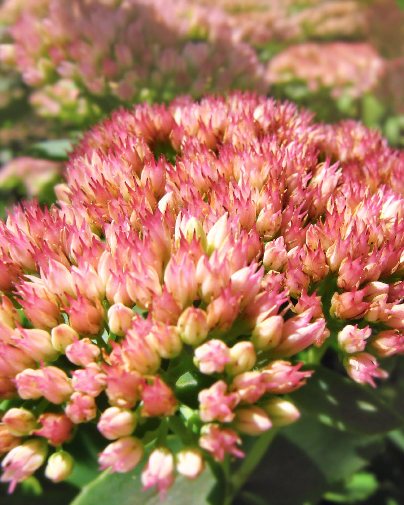 feey-sedum-rosa-herbstfetthenne-knollenpflanze image 2