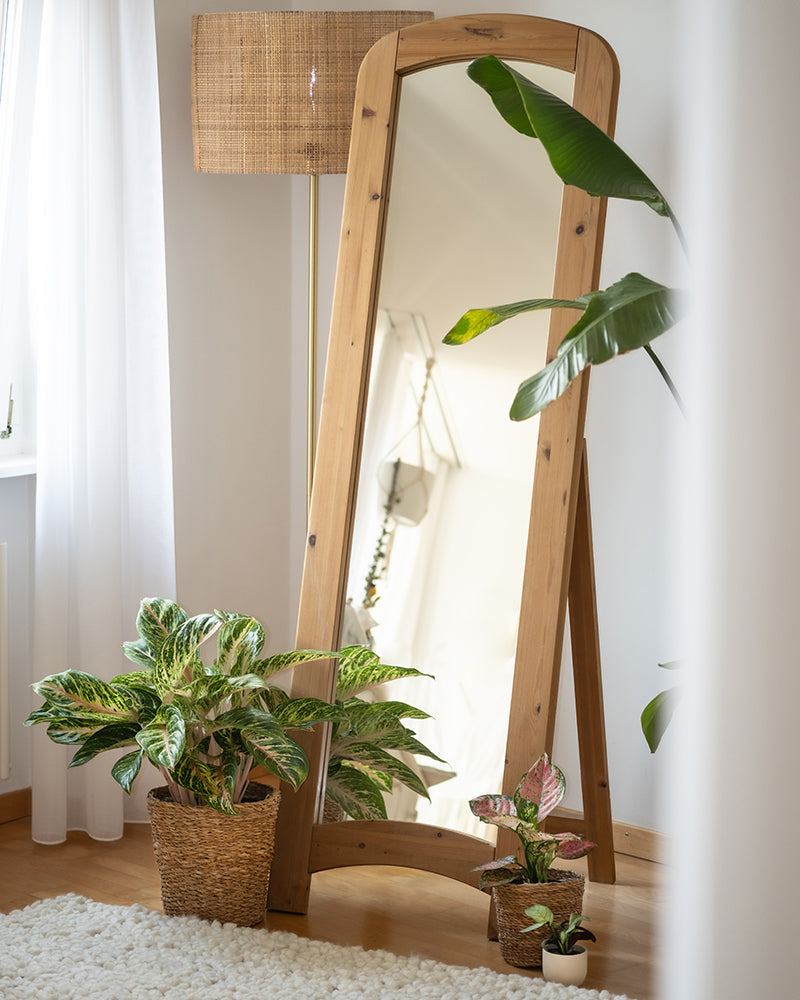 feey-tropical-beauty-set-4er-zimmerpflanzen-set image 4