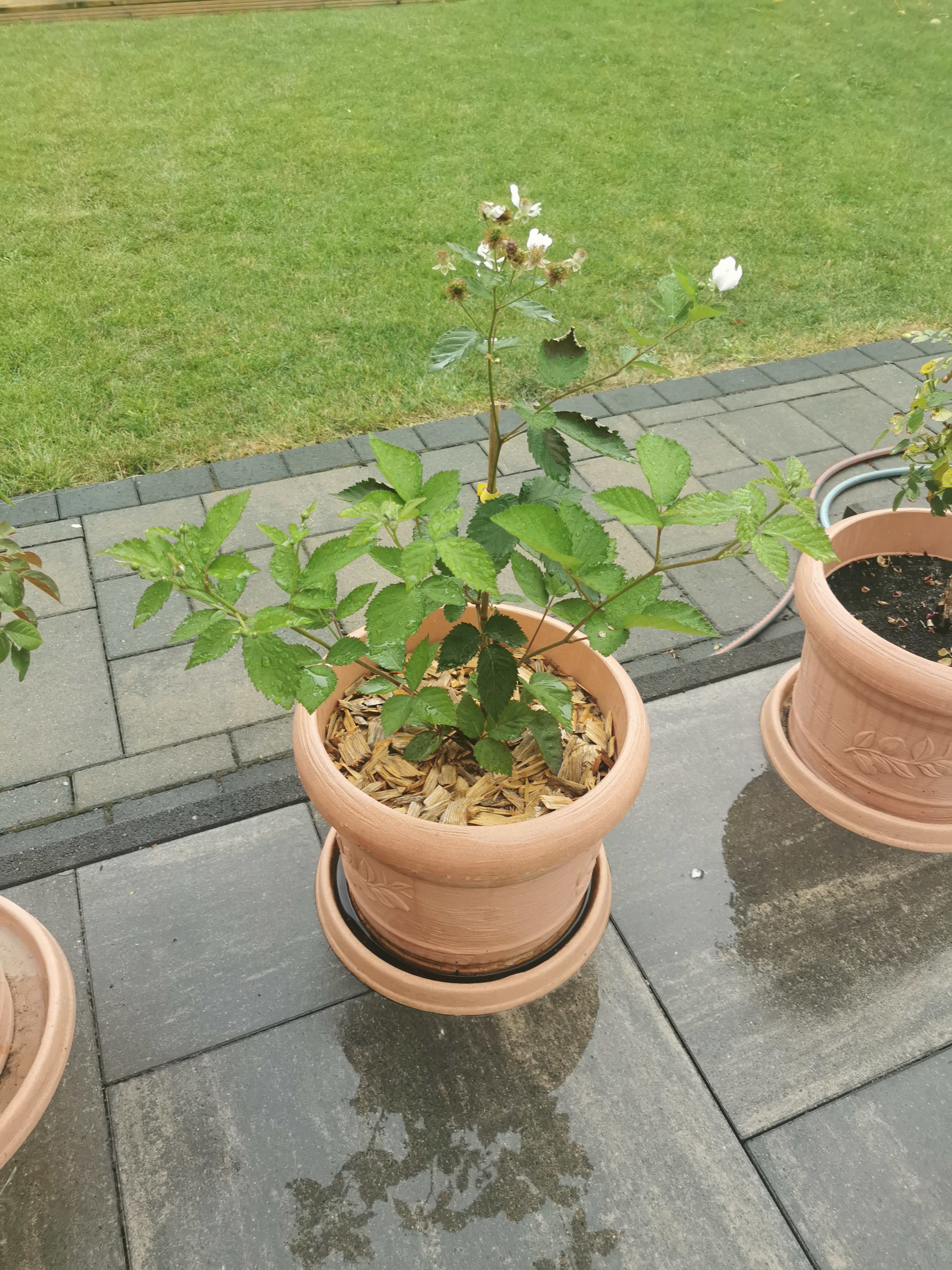 Süße dicke Beeren