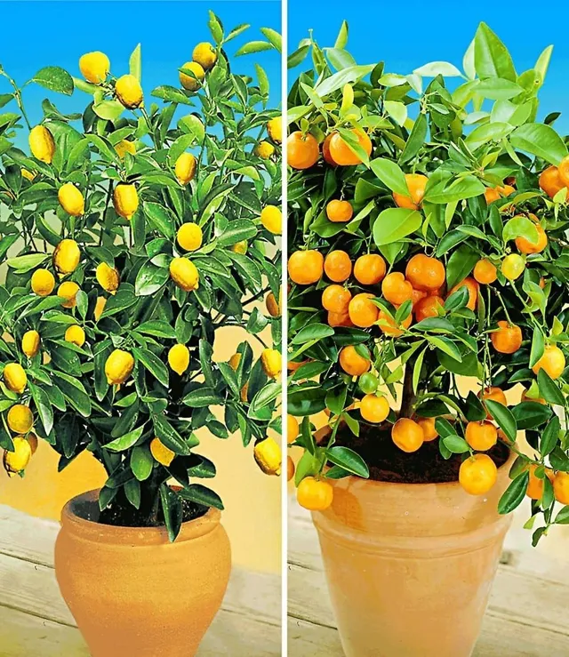 baldur-garten-zitronen-orangenbaum-2er-set-citruspflanzen-im-12-cm-topf image 1