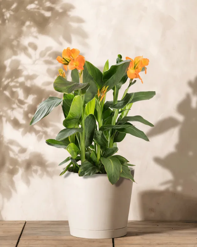 feey-canna-rosa-knollenpflanze-bis-1-m image 1