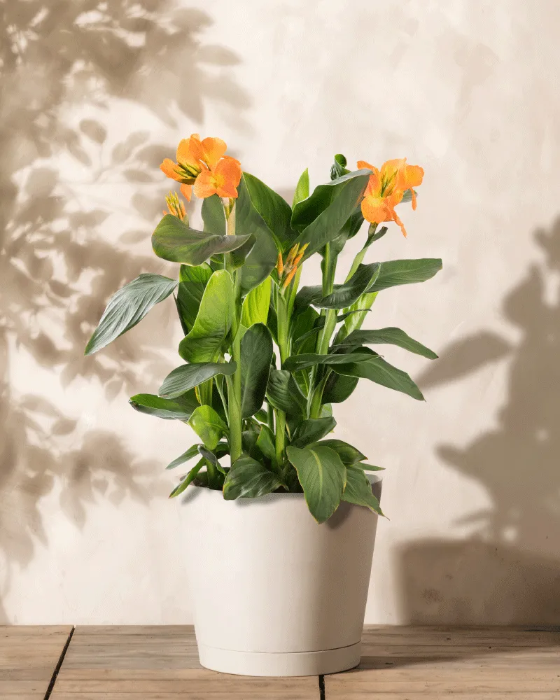 feey-canna-rosa-knollenpflanze-bis-1-m image 1