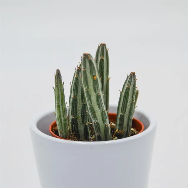 pasiora-senecio-stapeliiformis-sukkulente-im-5-5cm-topf image 1