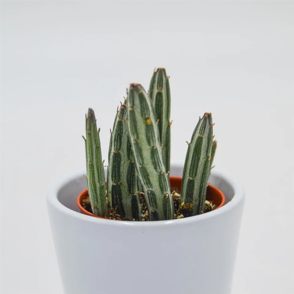 pasiora-senecio-stapeliiformis-sukkulente-im-5-5cm-topf image 1