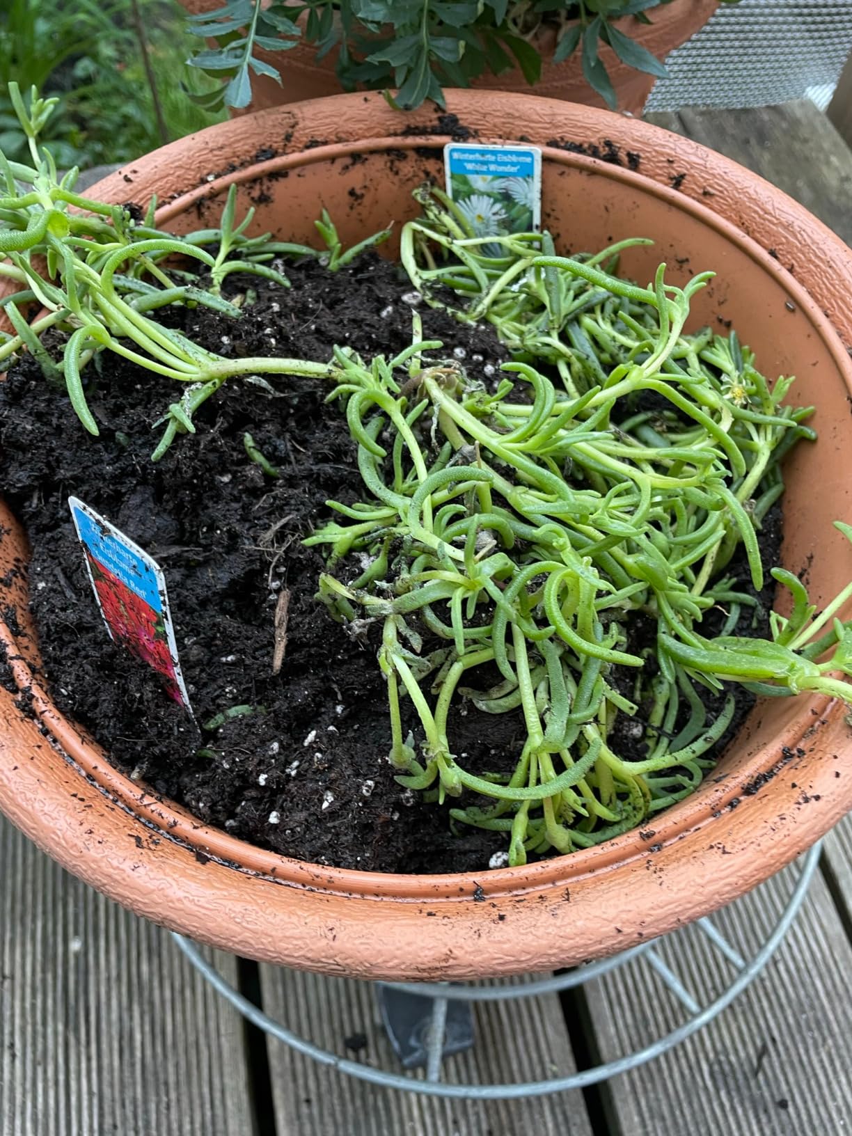 Farbklecks im Garten