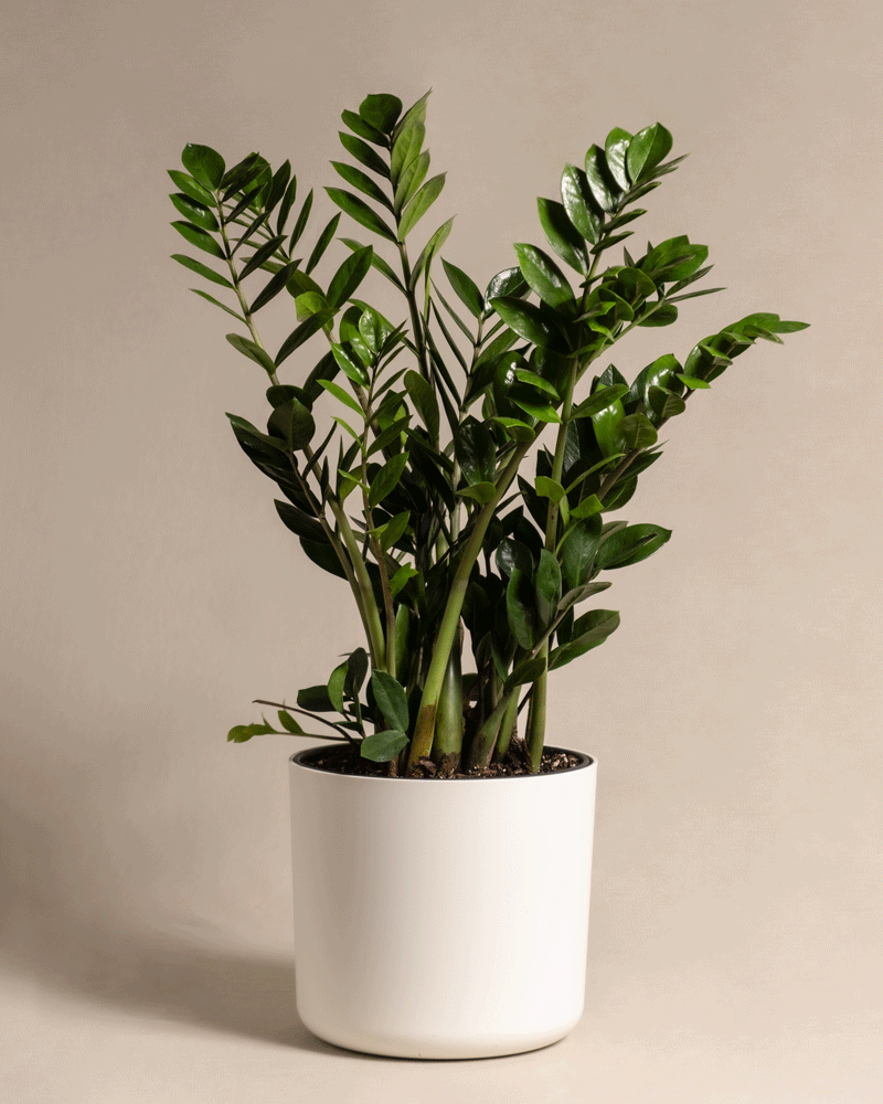 feey-gro-e-gl-cksfeder-zamioculcas-zamiifolia-zimmerpflanze image 5
