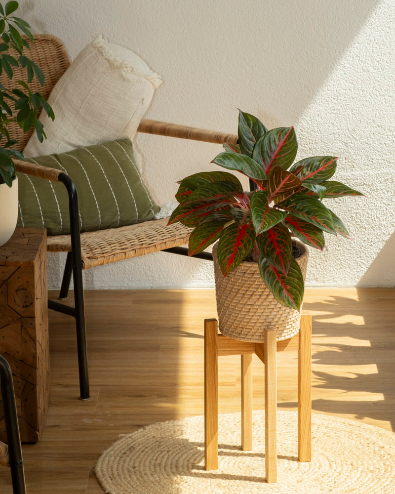 feey-aglaonema-red-emerald-kolbenfaden image 4