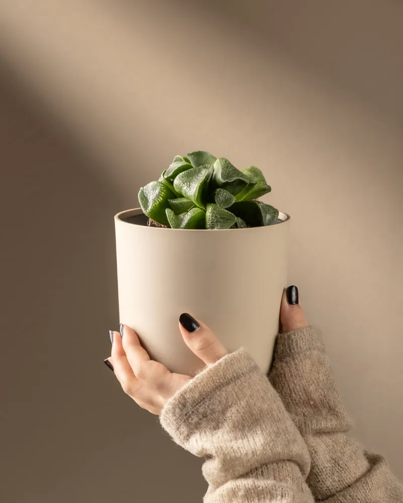feey-haworthia-retusa-sukkulente-limited-edition-min-2-jahre-alt image 1