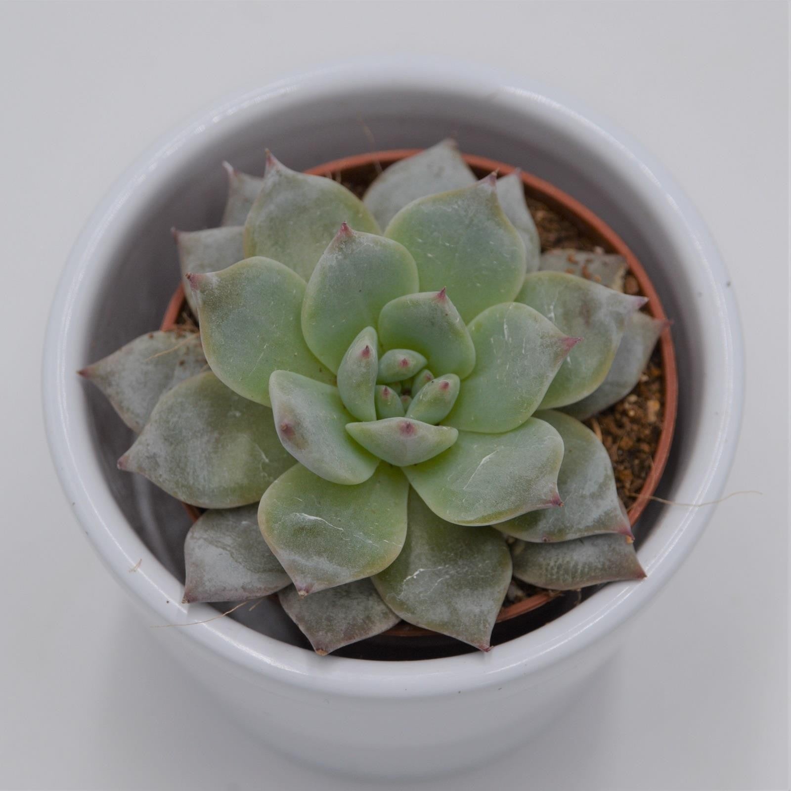 pasiora-echeveria-blue-bird-sukkulente-5-5cm-topf image 2