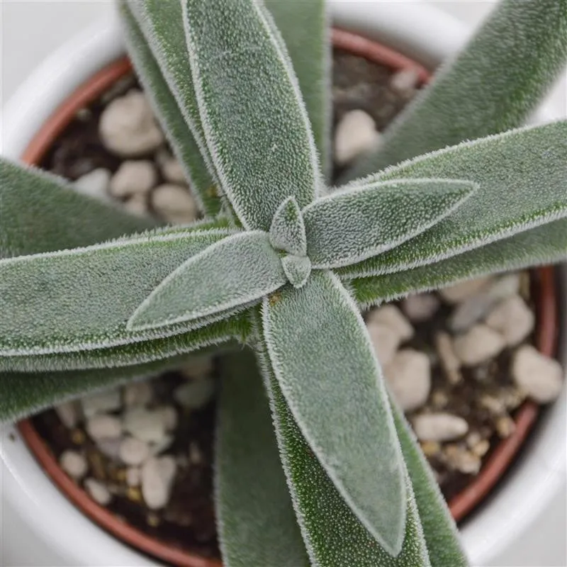 pasiora-crassula-mesembryanthemoides-tenelli-6cm-topf image 1