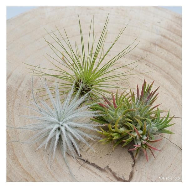pasiora-tschakka-tillandsia-set-3-st-ck-kleine-tillandsien image 2