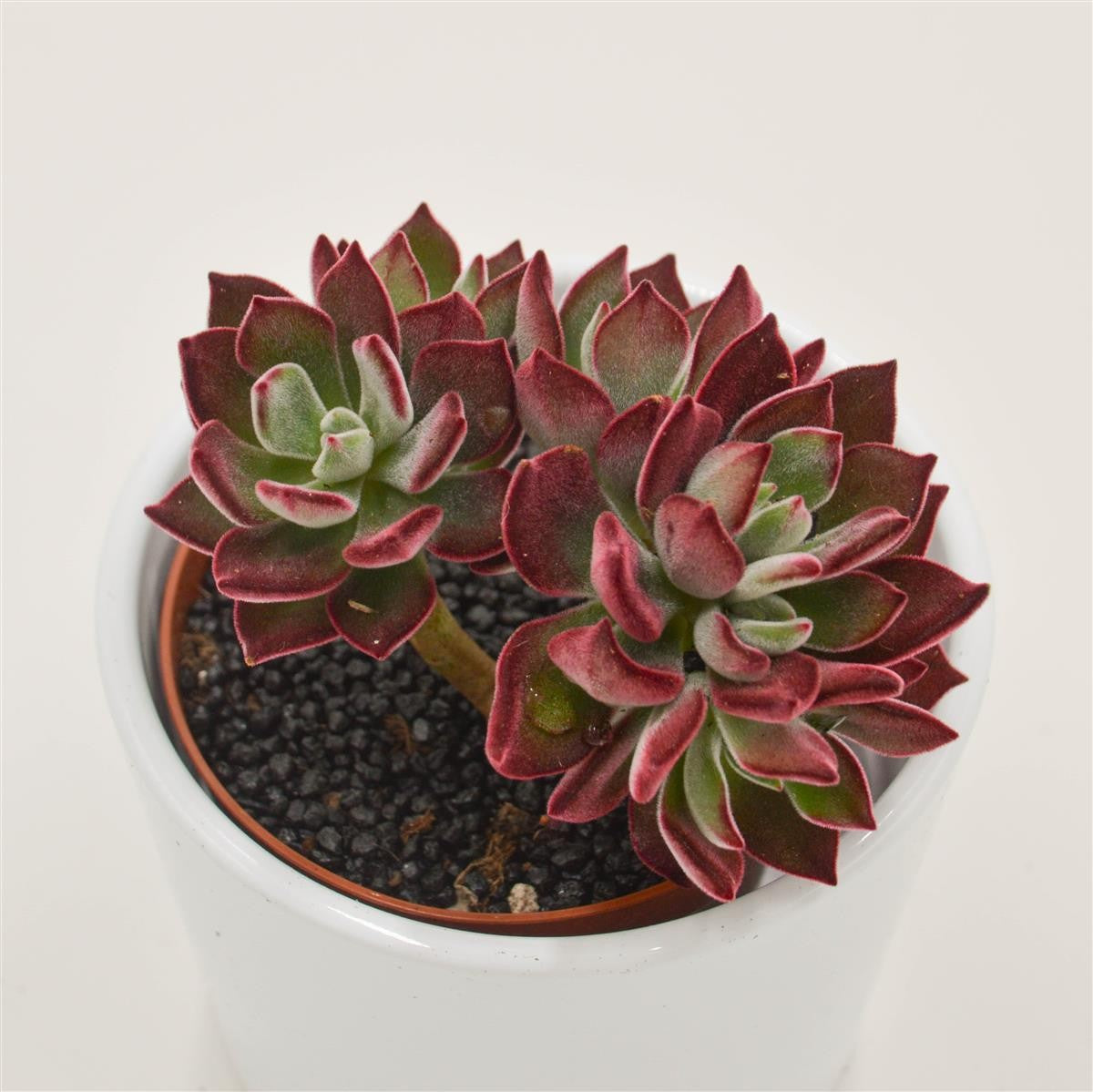 pasiora-echeveria-pulvinata-devotion-sukkulente-8-5-cm-topf image 1